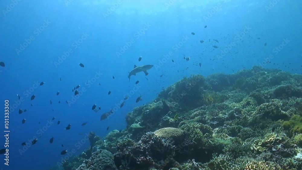 A Whitetip reef shark swims over a coral reef A Whitetip reef shark swims over a coral reef