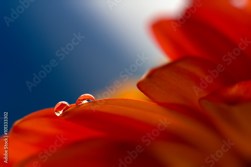 two drops on the petals of gerbera