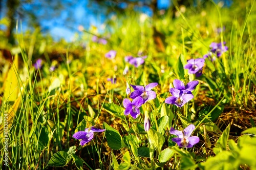 Violets on a meadow. Spring