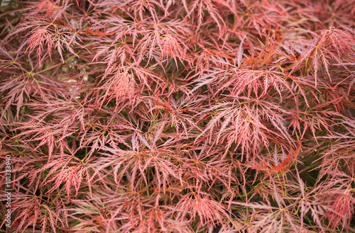 Many leaves of acer palmatum in autumn