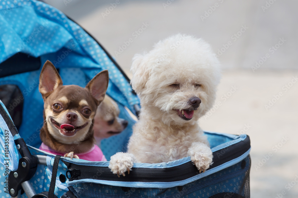 Cute Dog White Toy Poodle with Chihuahua being pushed in a stroller Stock  Photo | Adobe Stock