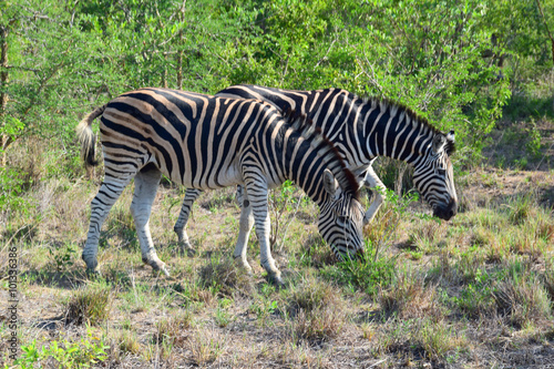 Zebras in Africa