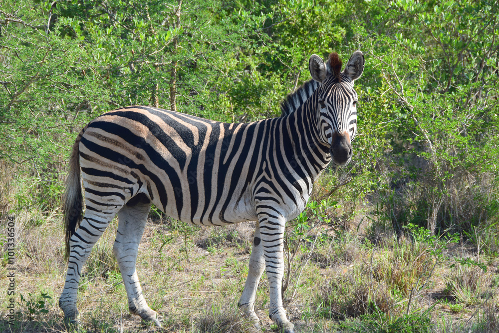 Obraz premium Zebra in Africa