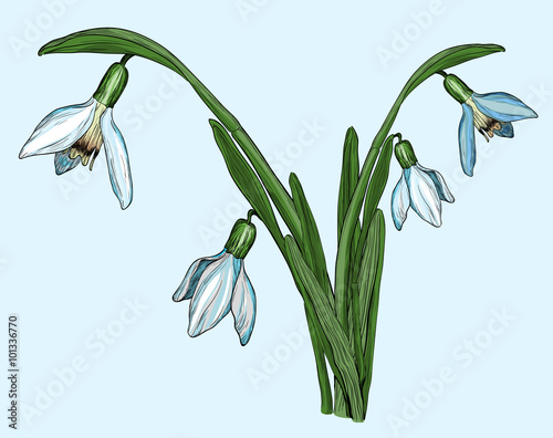 spring flowers snowdrops