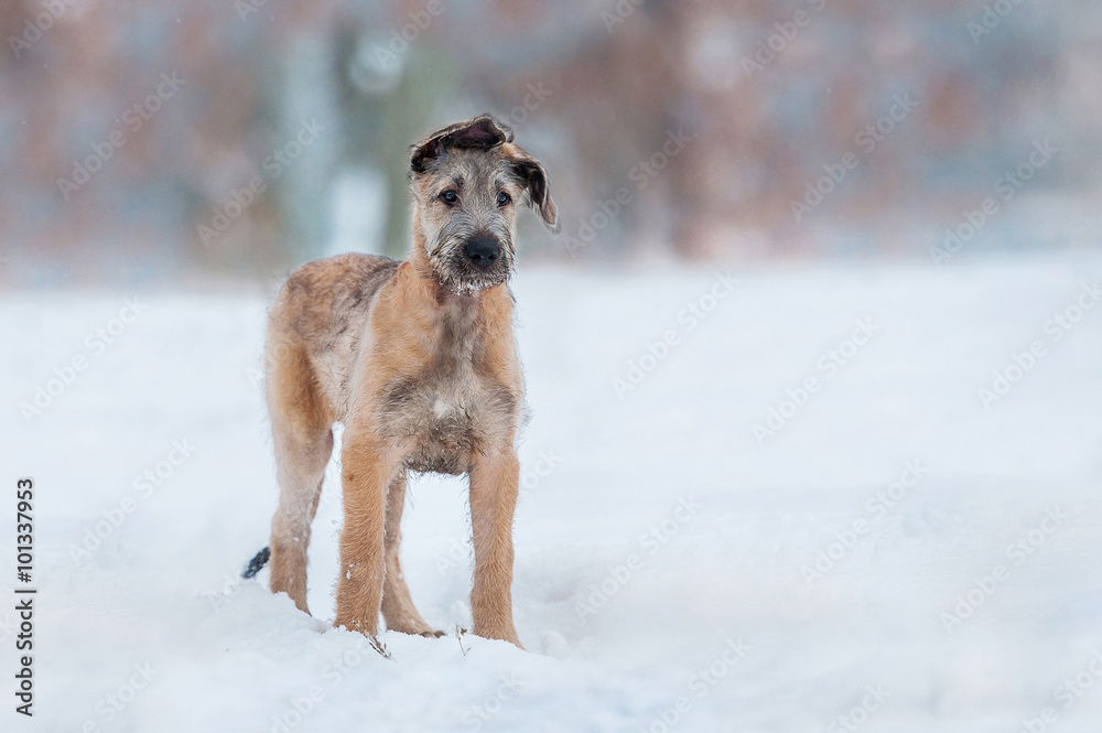 Funny irish wolfhound hotsell
