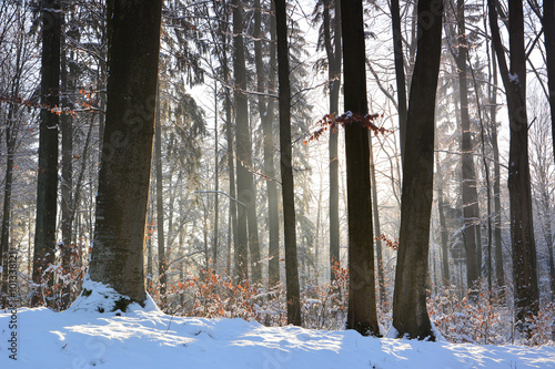 Fototapeta Naklejka Na Ścianę i Meble -  winter forest