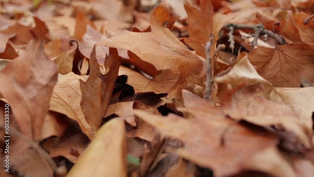 leaves moving in the breeze leaves moving in the breeze