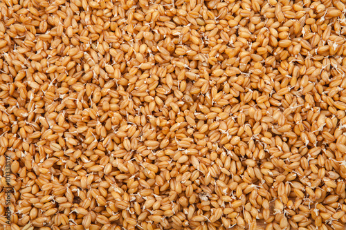 Background - sprouts of wheat. The concept of healthy nutrition