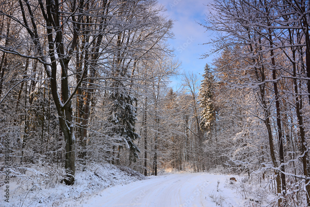 Road in winter forest