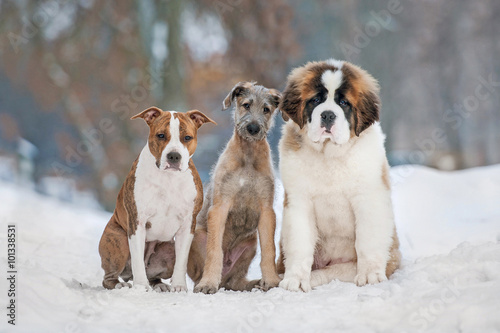 Fototapeta Naklejka Na Ścianę i Meble -  Group of three funny puppies in winter