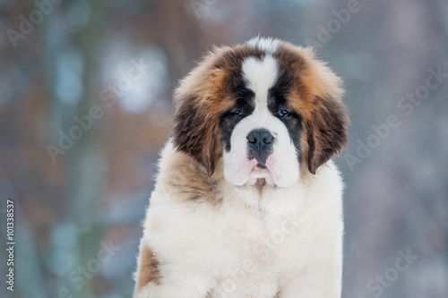 Portrait of saint bernard puppy in winter