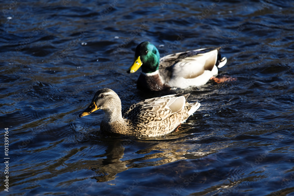 Fototapeta premium Female And Male Mallard Duck Swimming In American River Sacramen