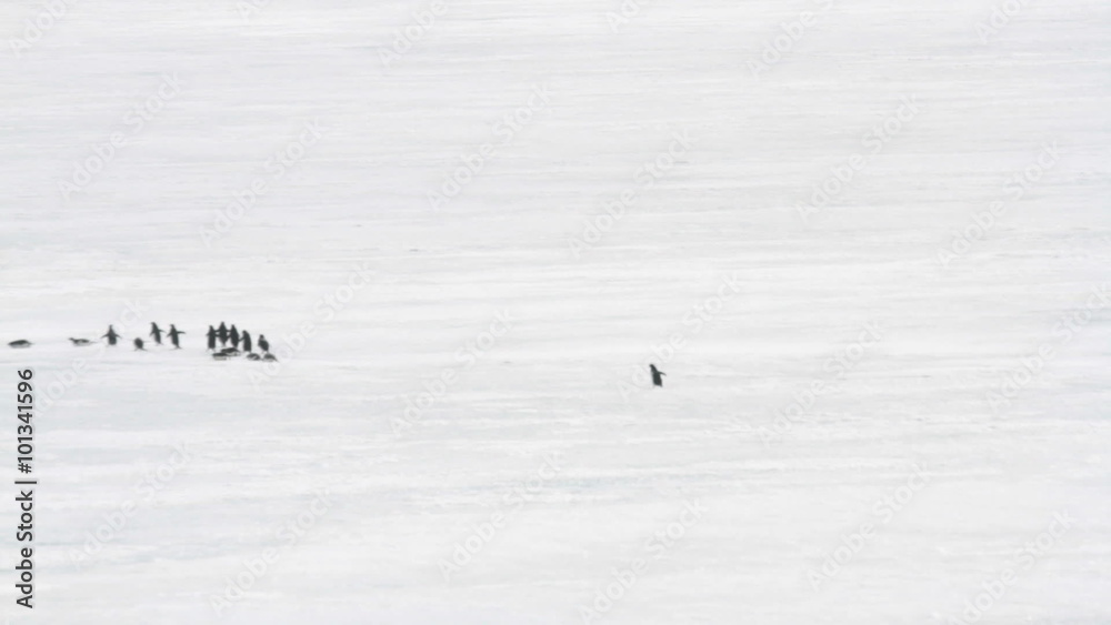 Group of penguins marching and sliding across expanse of fast ice in Antarctica.
Group of penguins marching and sliding across expanse of fast ice in Antarctica.