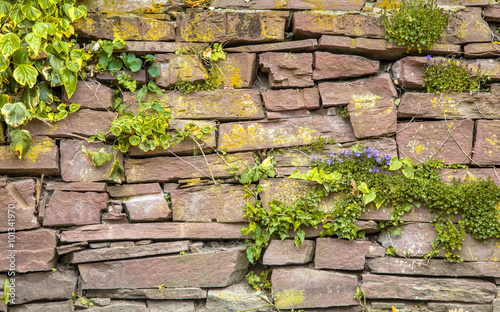 Old Cobblestone Wall Vegeta...