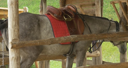 Gray Horse in The Stable, Feeding, Beating the Hoofs photo