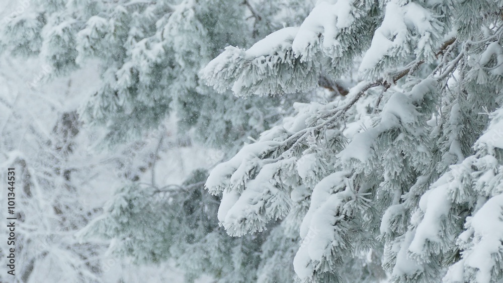 fir trees in snow wild forest Christmas branch winter snowing fir trees in snow wild forest Christmas branch winter snowing