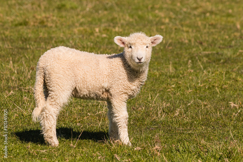 little lamb standing on meadow