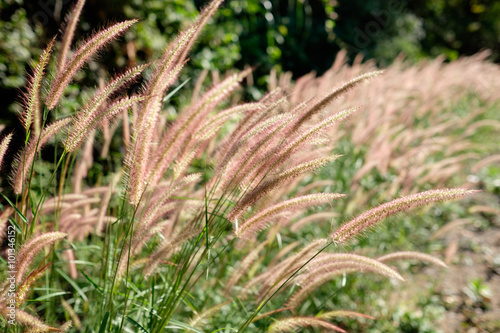 purple fountain grass near a street of Thailand