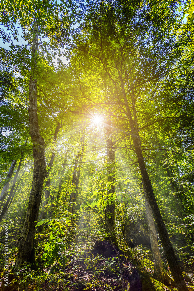 Obraz na plátně In dense green forest view