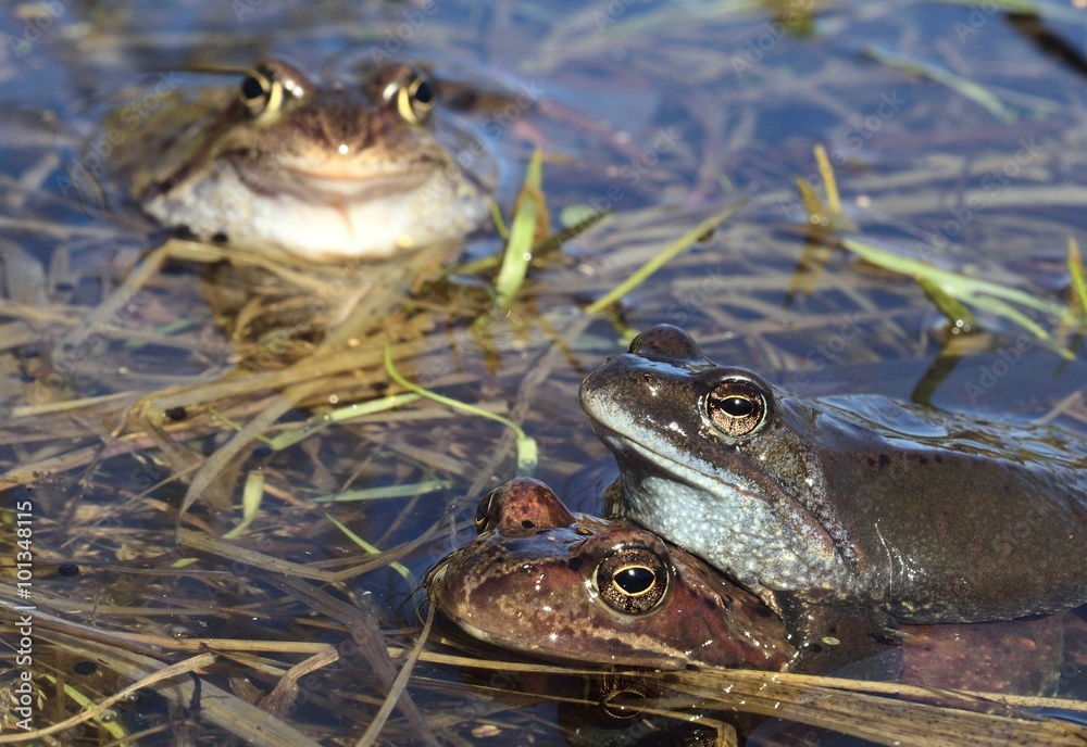 Φωτογραφία Copulation of The common frog (Rana temporaria) mating, also known as the Europe