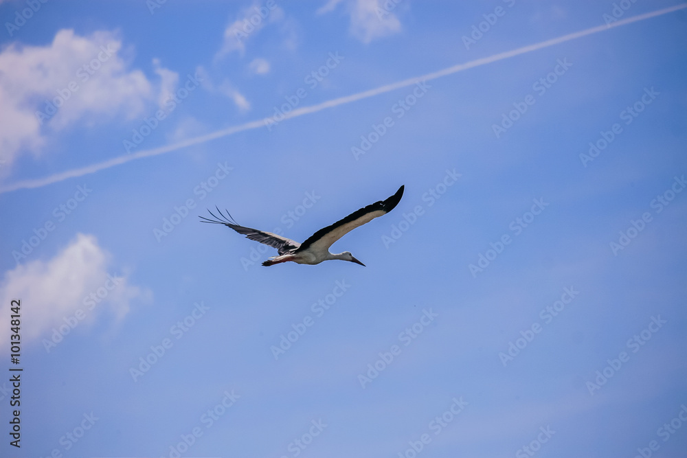 Obraz premium Аист, белый аист