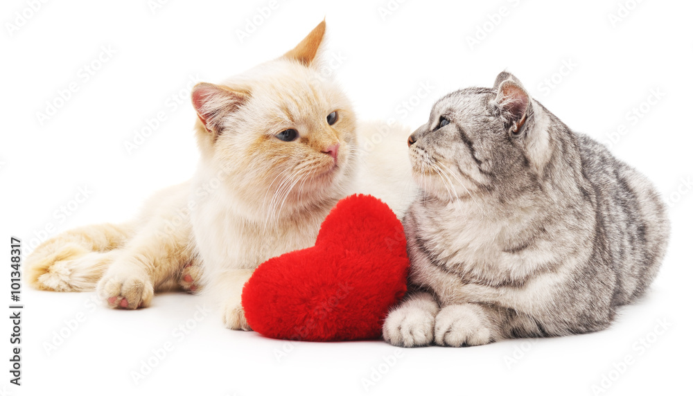 Fototapeta premium Two cats and red heart.