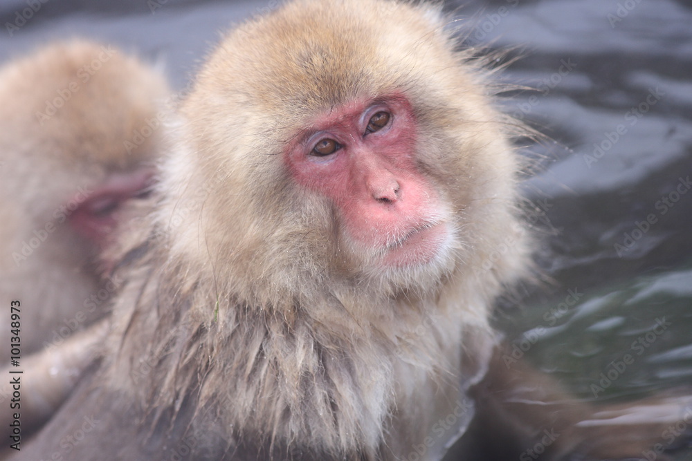 Fototapeta premium スノーモンキー（地獄谷野猿公苑）