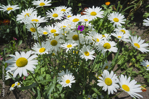 Garden Flowers Daisy