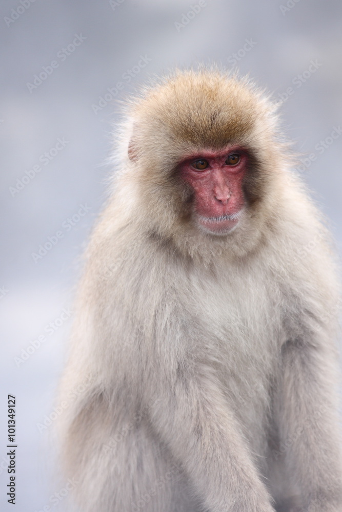 Naklejka premium スノーモンキー(地獄谷野猿公苑)