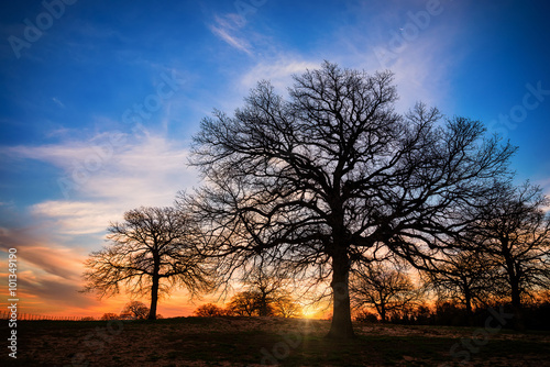 Texas winter sunset over farmland