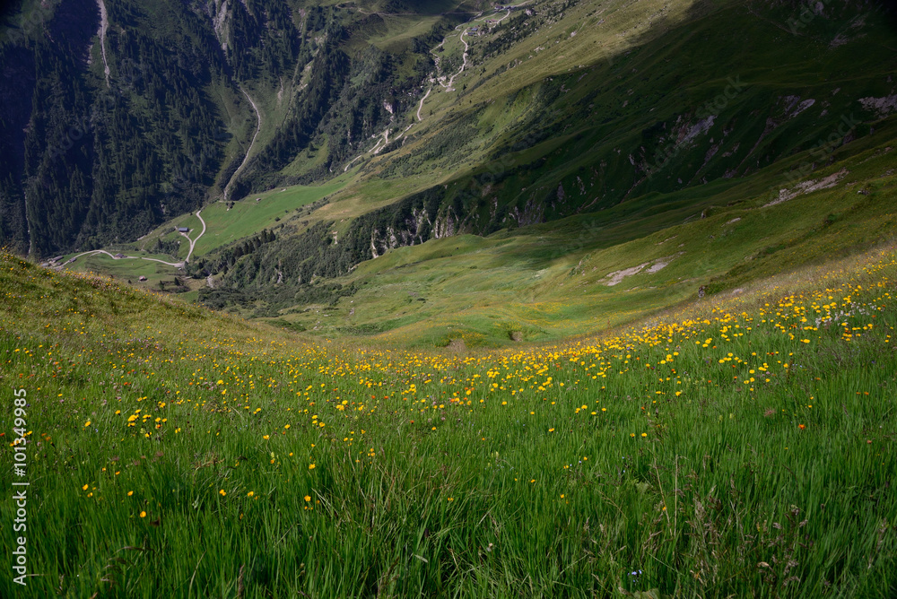 bloemenweide in de bergen zillertal oostenrijk
2015 
