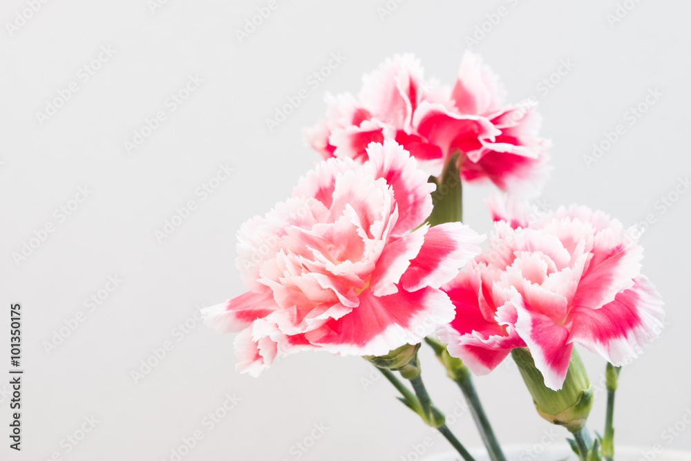 carnation flower,soft focus