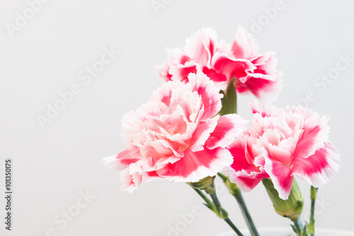 carnation flower,soft focus