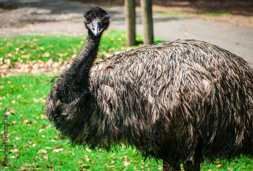 Emu in the Park