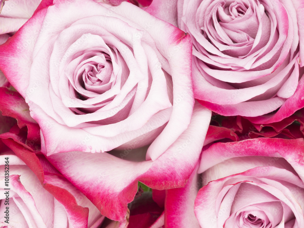 beautiful fragrant flowers pink roses beautiful fragrant flowers pink roses