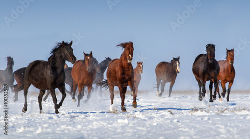 Horse herd run in snow field