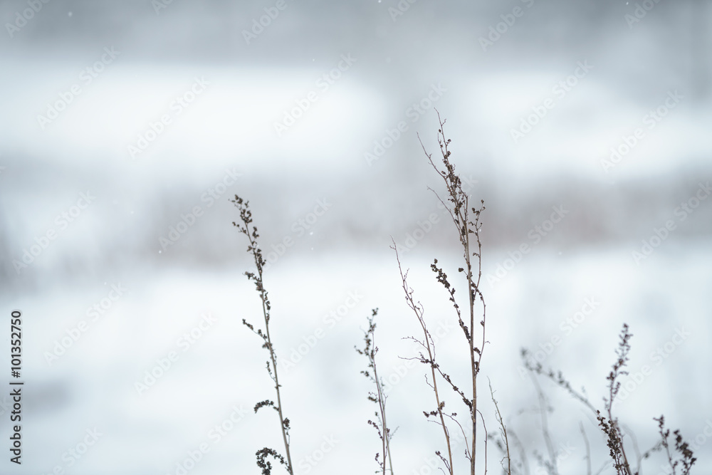 wild grass frozen and covered with snow
