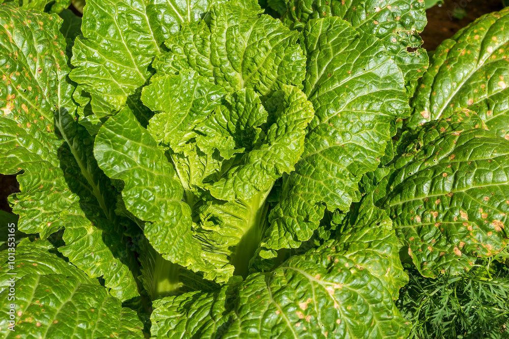Green Lettuce organic salad vegetable growing in greenhouse Green Lettuce organic salad vegetable growing in greenhouse