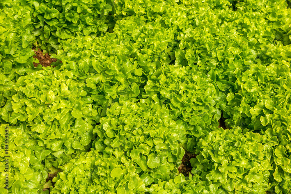 Green Lettuce organic salad vegetable growing in greenhouse