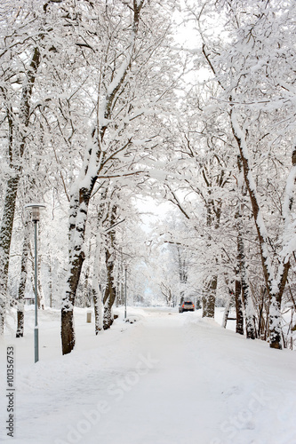Beautiful winter alley-corridor of woods under the snow in Sigulda, Latvia. © AnnaElizabeth