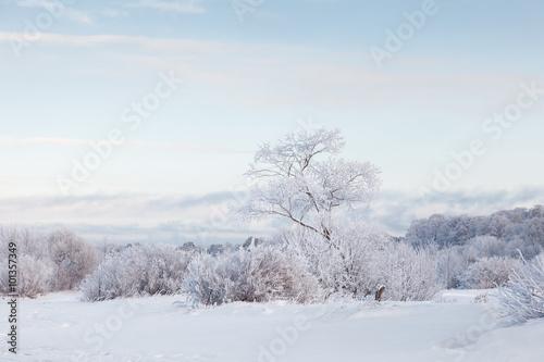 Snow-covered trees, winter