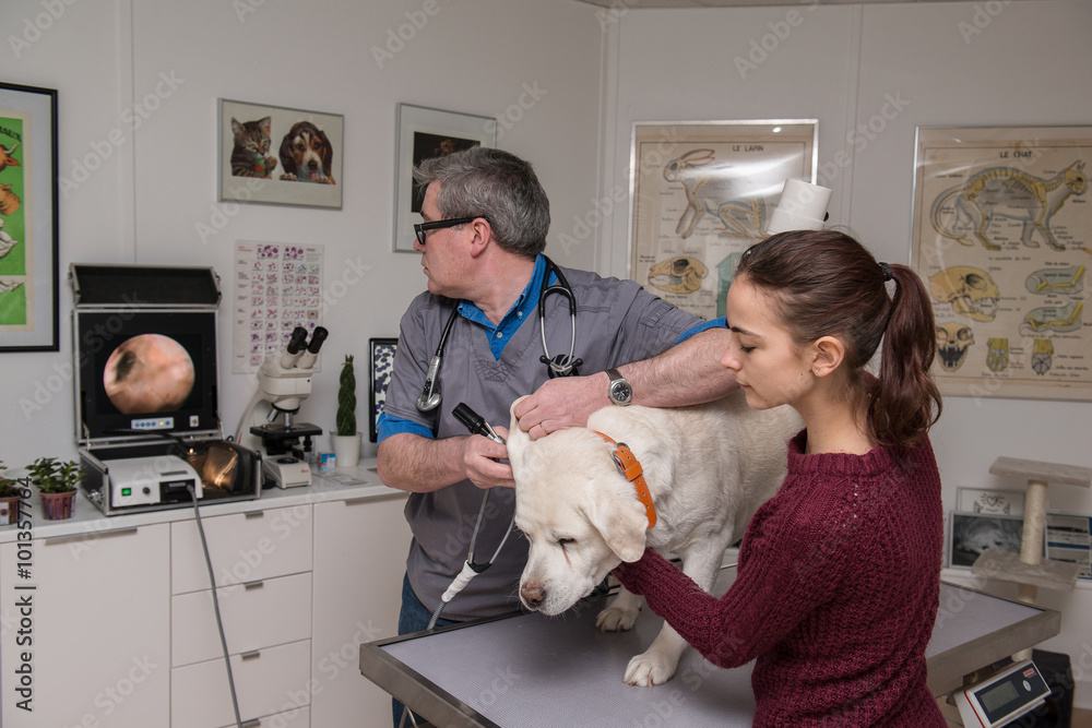 vétérinaire un équipement endoscopie fibroscopie  qui est le meilleur moyen d'explorer les cavités naturelles du chien et chat.