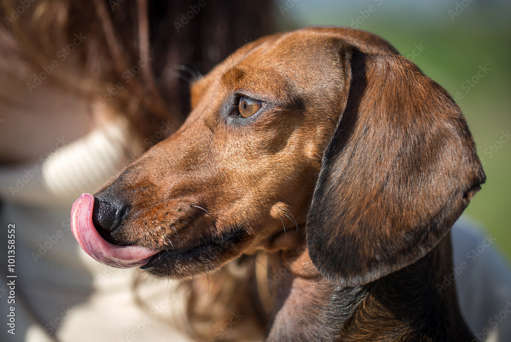 Close-up of cute brown dachshund Close-up of cute brown dachshund
