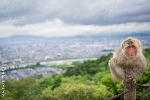 Monkey on top of trunk in Arashiyama mountain, kyoto © F.C.G.