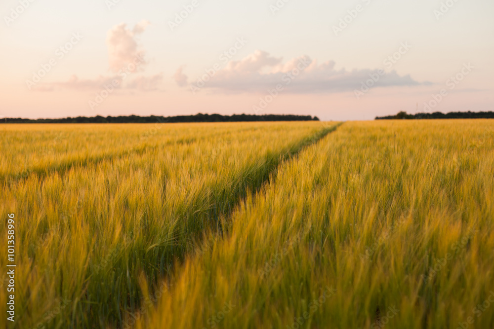 Dirt Road in a wheat field on a summer sunset