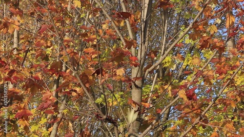 Foglie autunnali, cinemagraph