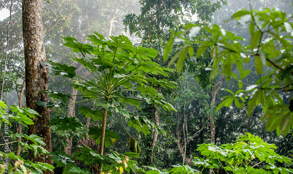 Natural Jungle background. Tropical rain forest in the morning mist Natural Jungle background. Tropical rain forest in the morning mist