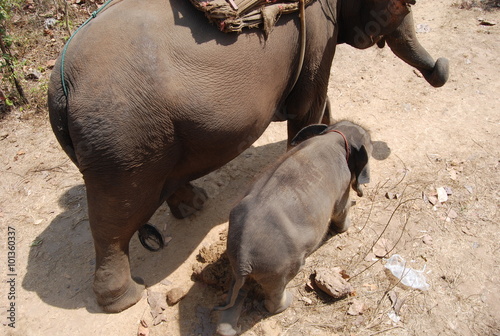 Canvas Print working mom and baby elephants walking together for tourists in Thailand
