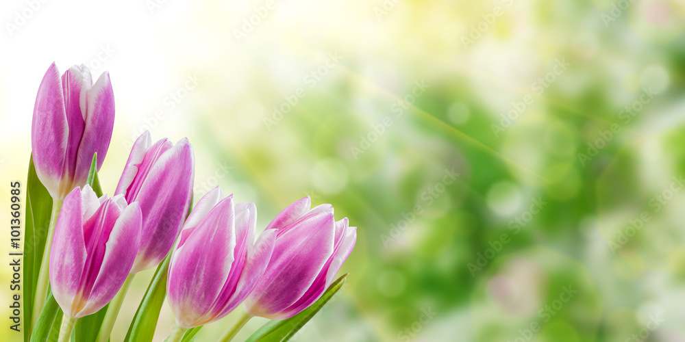 Fotografie Holiday Nature Floral Background