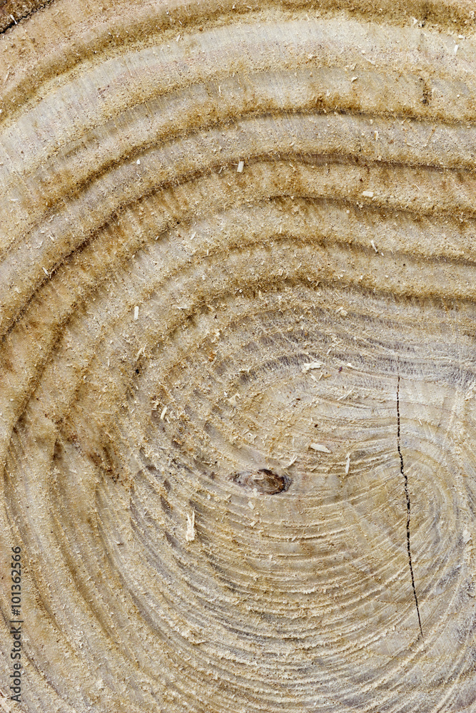 Fototapeta premium Rings of a tree stump